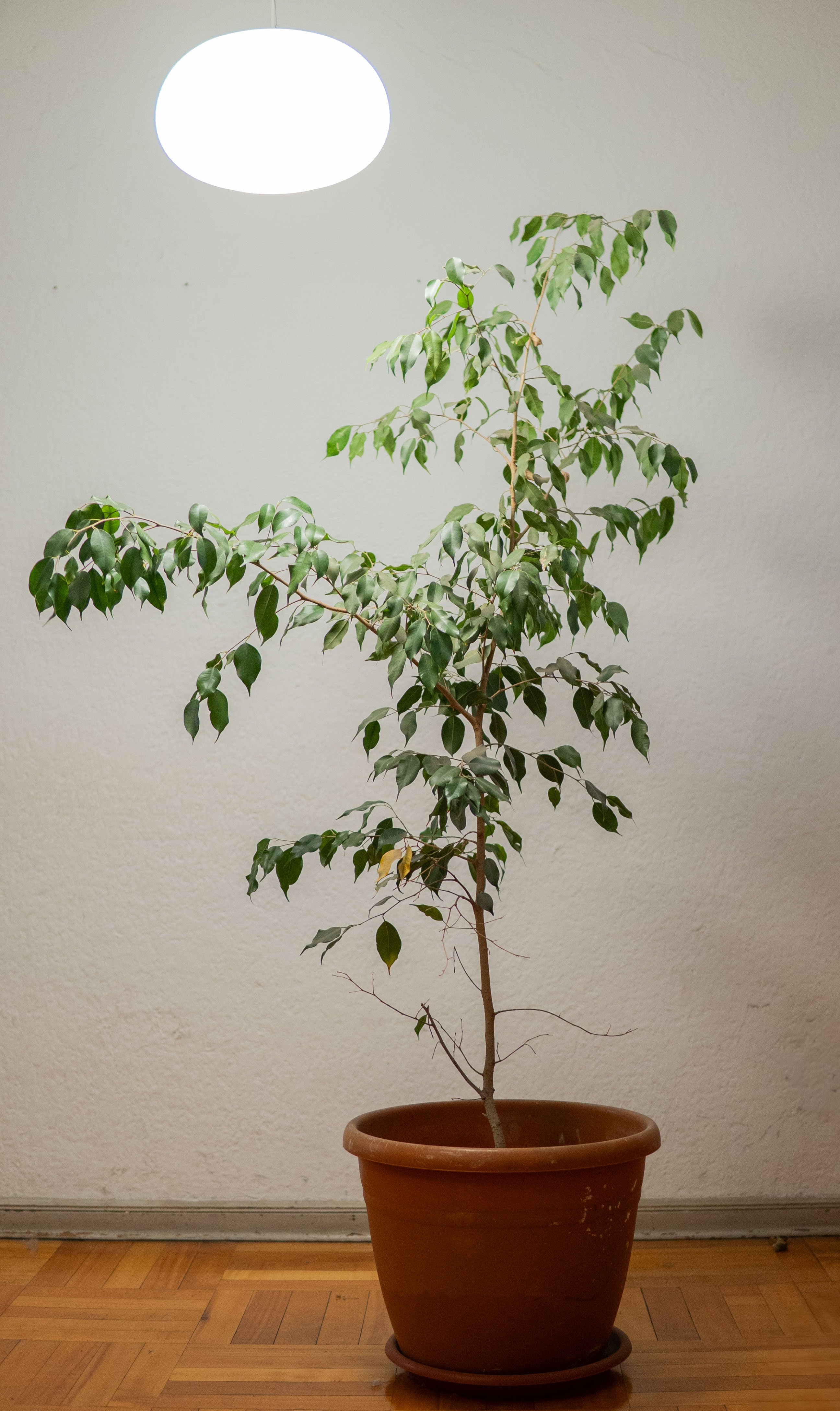 Ficus - Foto principal